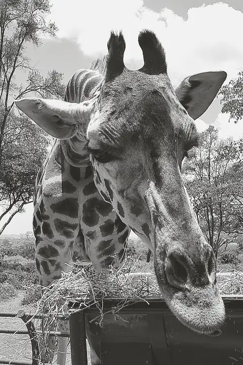 A giraffe bending its head down toward a feeding trough, with trees behind it.